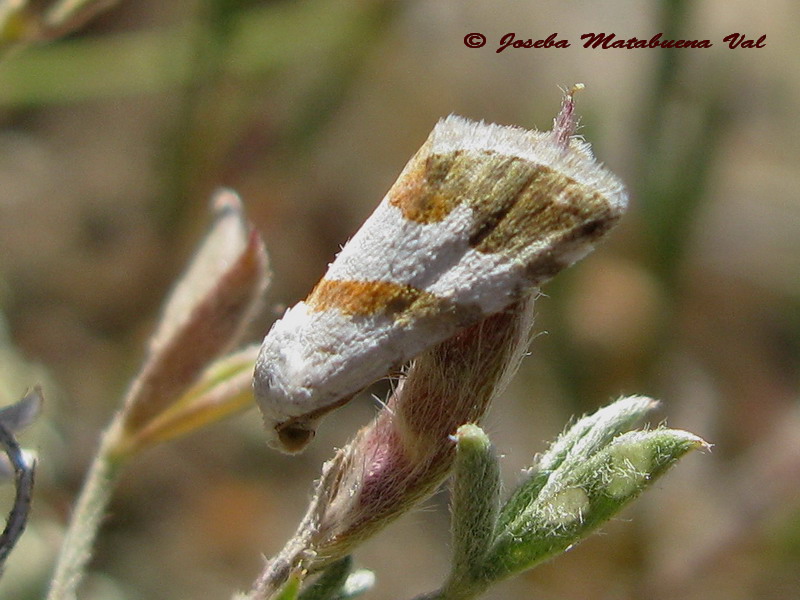 Eublemma candidana - Erebidae Boletobiinae 160724